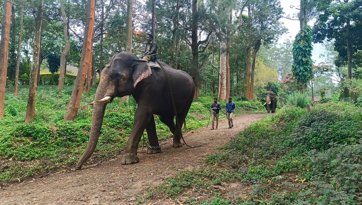 கும்கி யானைகள் 