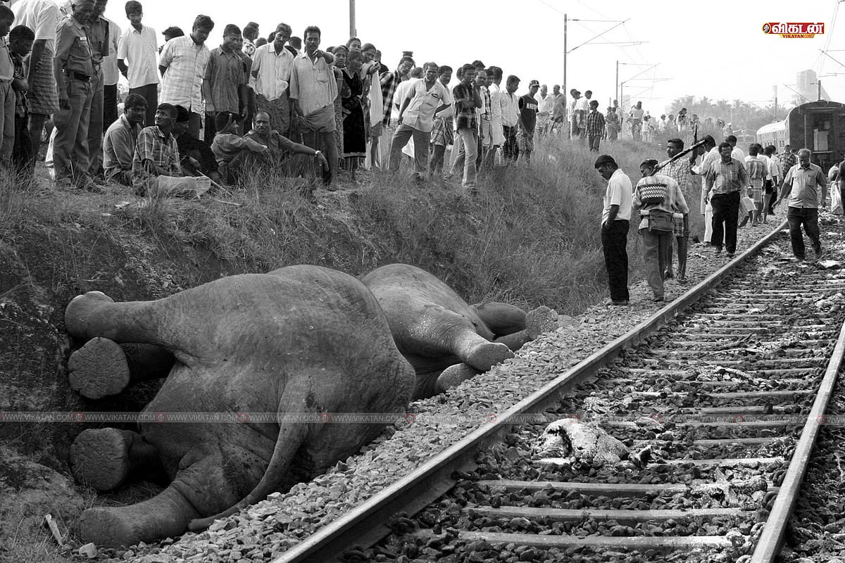 World Elephant Day: மதுக்கரை விபத்து டு மருதமலை சிகிச்சை; 17 ஆண்டுக்கால யானை நிகழ்வுகள் |Photo Album