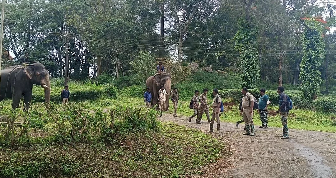 கும்கி யானைகள்