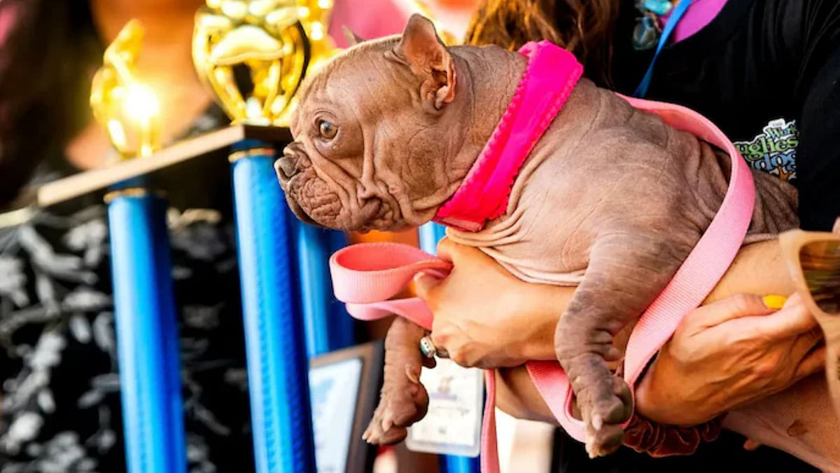 `Worlds Ugliest Dog போட்டியில் ரூ.4.3 லட்சம் பரிசு வென்ற `பிரெஞ்சு புல்டாக் நாய் - என்ன காரணம்?