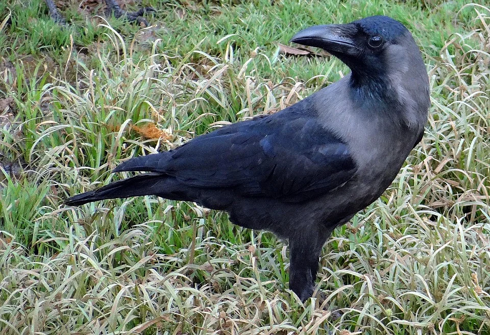 Crow