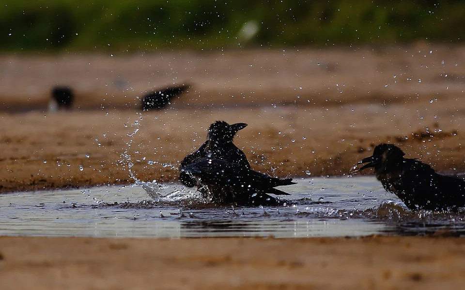 Crow