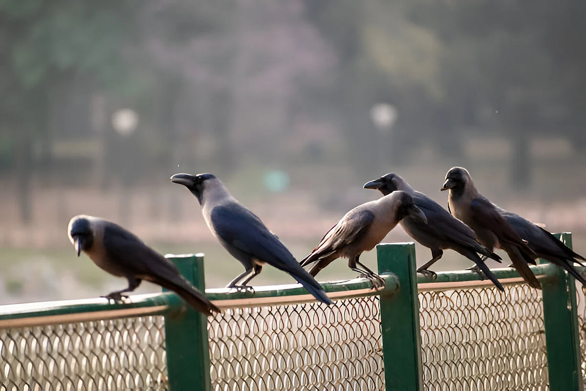 Crow