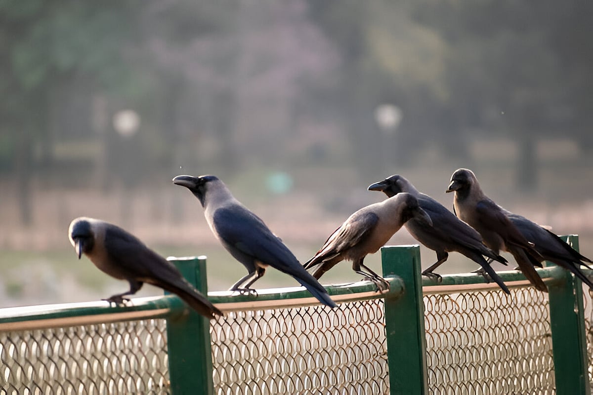 Crow: ஒரே இணை; தினமும் குளியல்; செவிலித்தாய்... - காக்கைகளின் கதை!