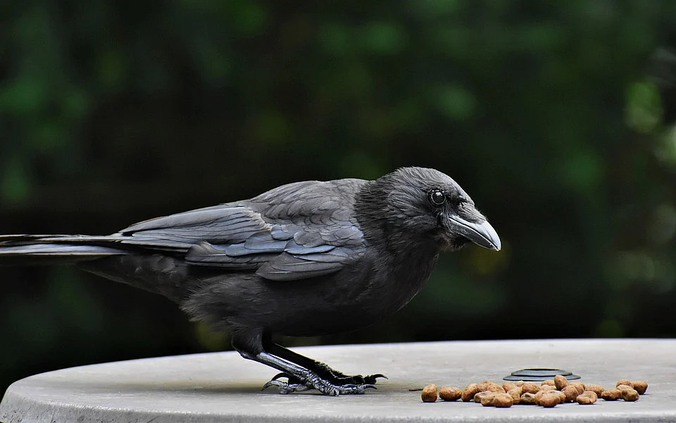 Crow