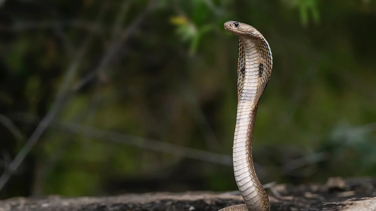 பாம்பு