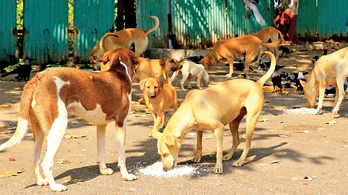 Stray Dogs Issue: `தெரு நாய்களை ஒழித்தால் நோய் வரும்... - சீமான்