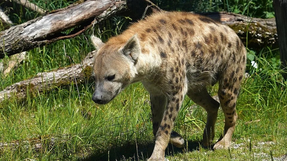 Hyenas