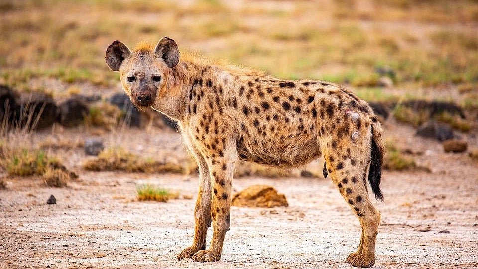Hyenas