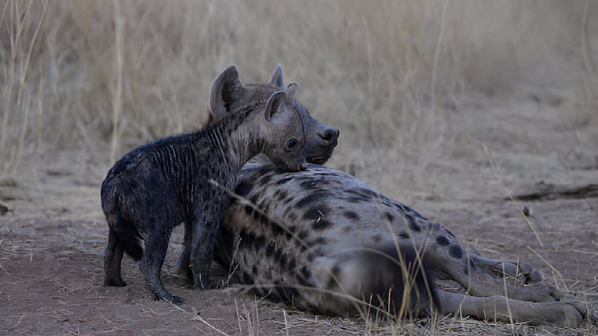 Female hyena with cubs