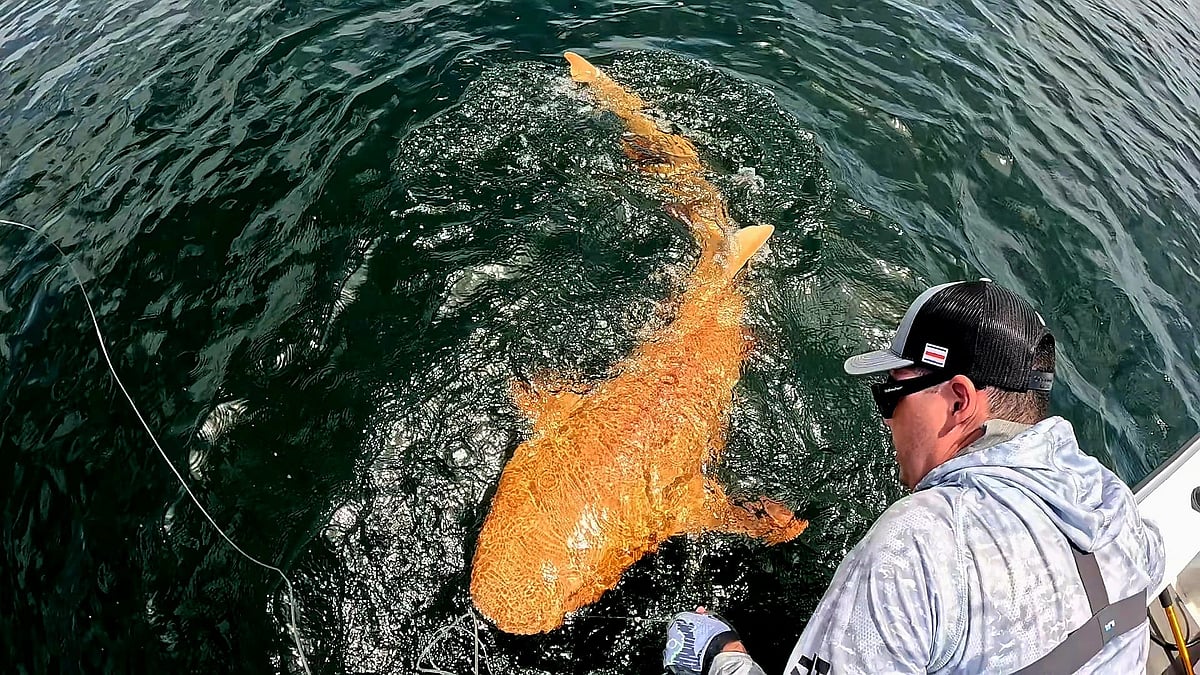Orange Shark: ஆழ் கடலின் வண்ண அதிசயம்... விஞ்ஞானிகளுக்கே வியப்பூட்டிய ஆரஞ்சு சுறா!