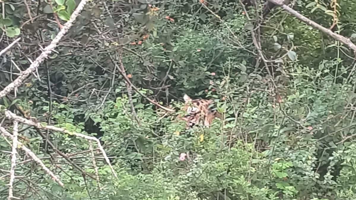 கூடலூர்: போக்கு காட்டும் புலி, கேரளாவிலிருந்து பிரத்யேக கூண்டை வரவழைத்த வனத்துறை - என்ன நடக்கிறது?