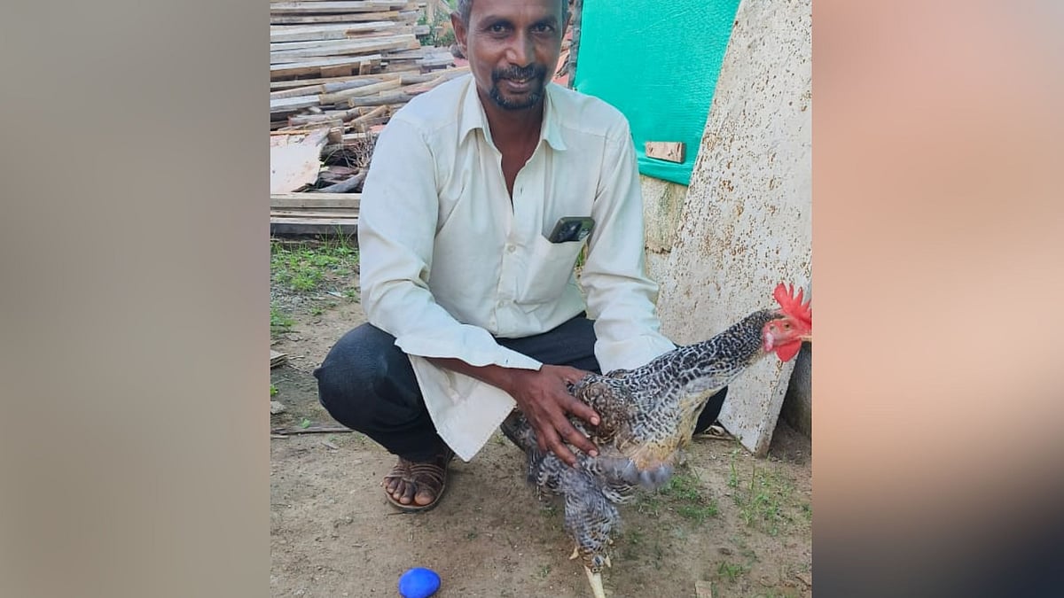 ”எப்போதும் போல தான் இரை வைத்தேன்; ஆனால் இந்த முறை...”- நீல நிறத்தில் முட்டை இட்ட கோழி; பின்னணி என்ன?