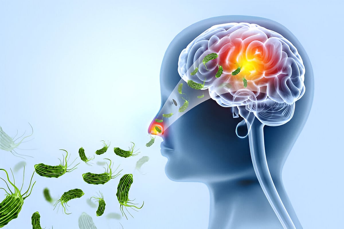 Brain Eating Amoeba
