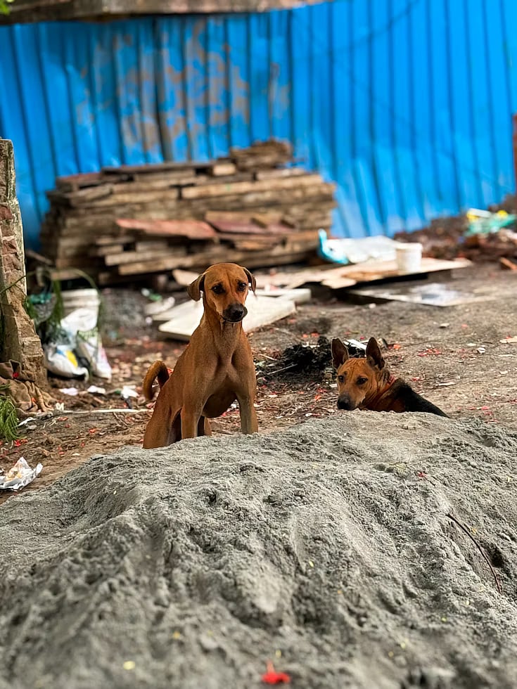 இரக்கமும் பாதுகாப்பும் இணையும் பாதை!  - சமநிலைத் தீர்வு கிடைக்குமா? | #Straydogissue