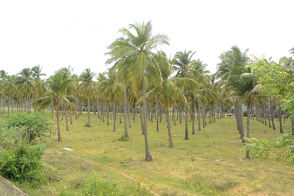 ராணிப்பேட்டை: காதலனை தாக்கி, இளம்பெண் கூட்டு பாலியல் வன்கொடுமை - 3 இளைஞர்கள் அட்டூழியம்!