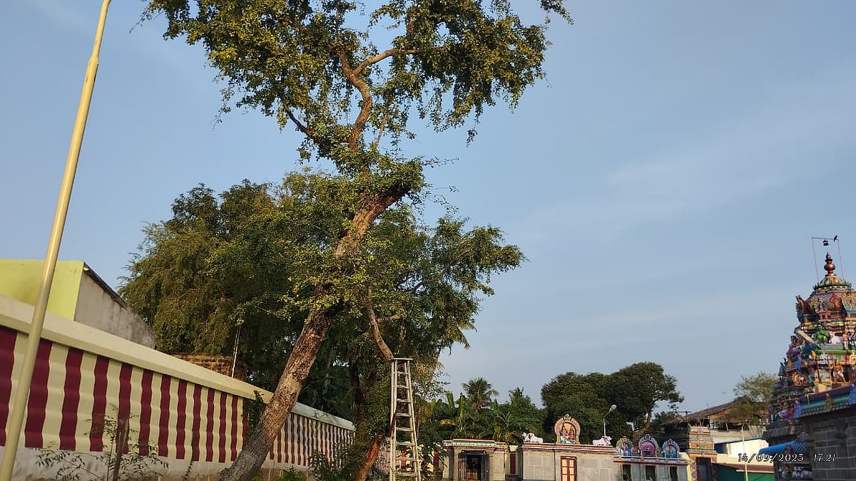 சிஷ்டகுருநாதீஸ்வரர் கோவில்
