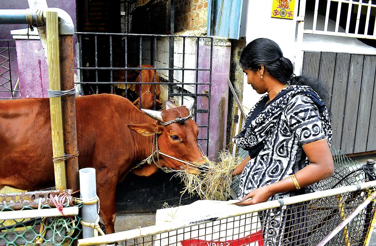 மாடுகள்