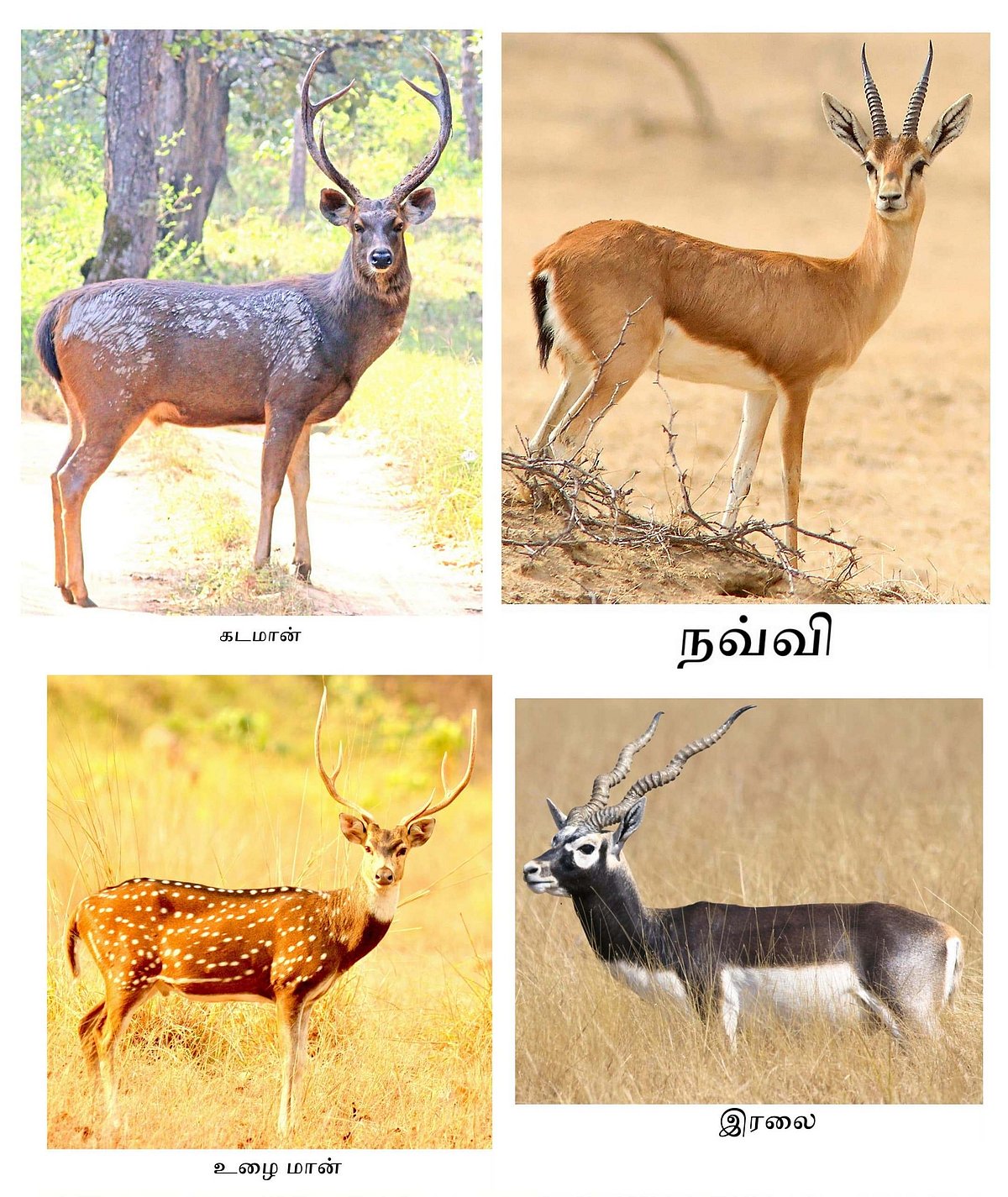 பல வகை மான்கள்