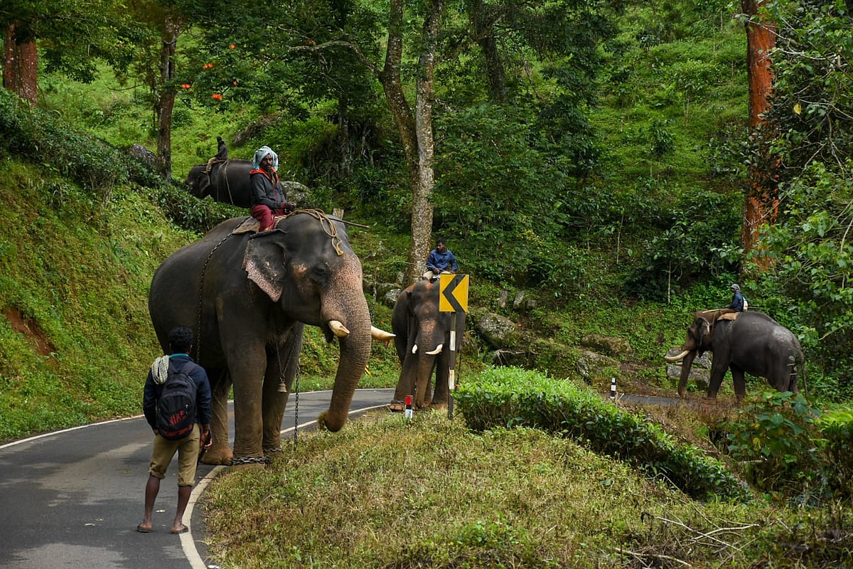 கும்கி யானைகள் 