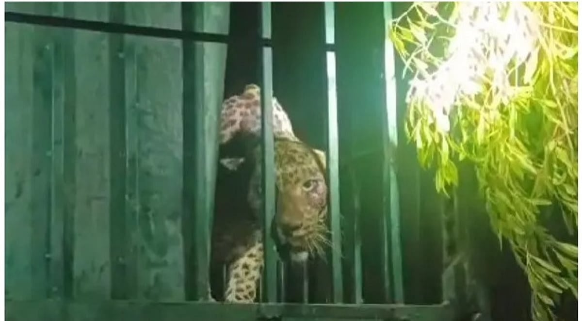 கூண்டுக்குள் சிறுத்தை