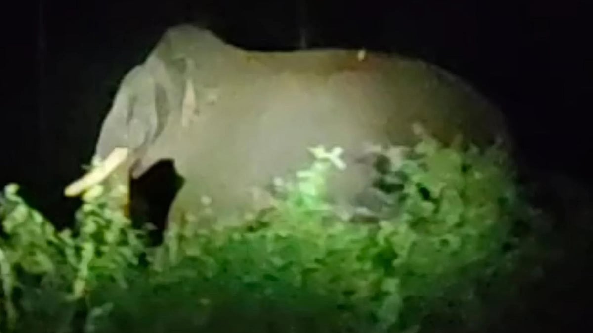 யானை