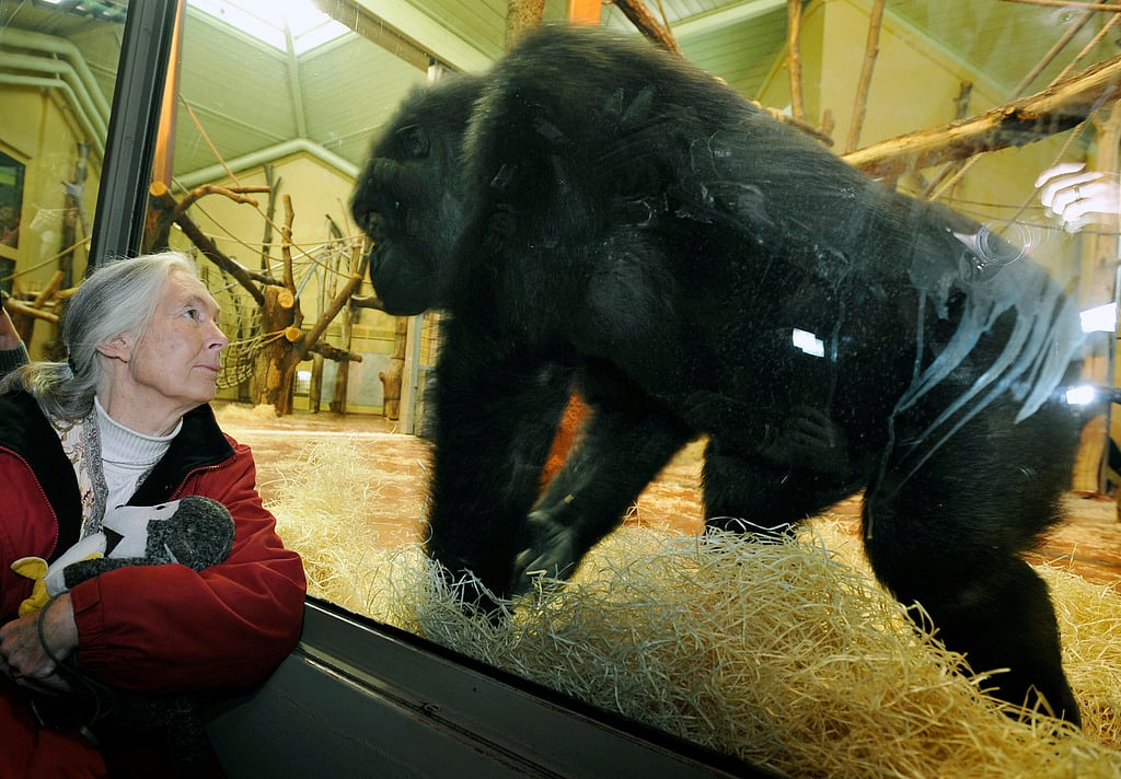 Jane Goodall