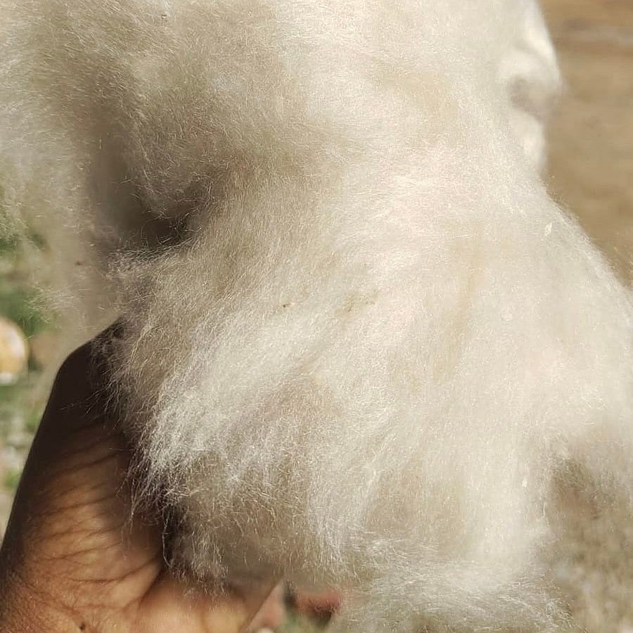 இலவம் பஞ்சு
