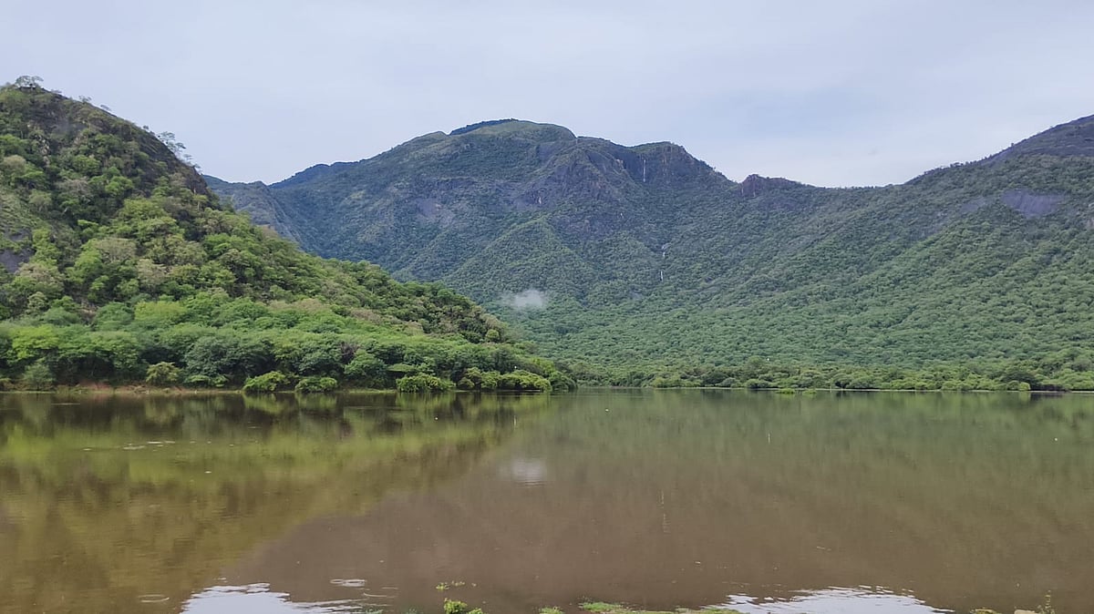 விருதுநகர் மாவட்டத்தில் உள்ள பிளவக்கல் அணை