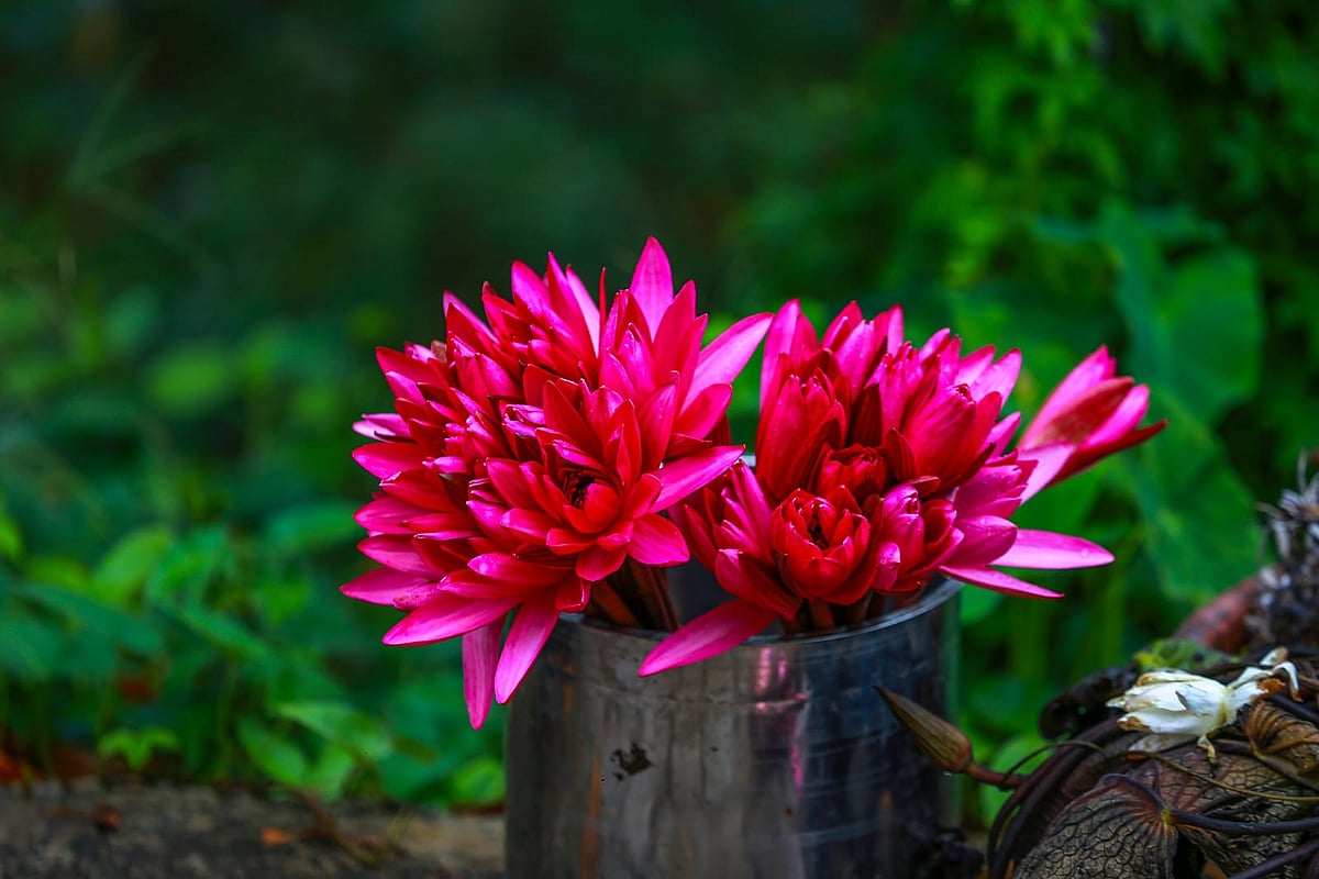 மலரிக்கல்