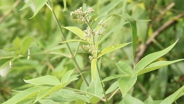 நொச்சி இலை
