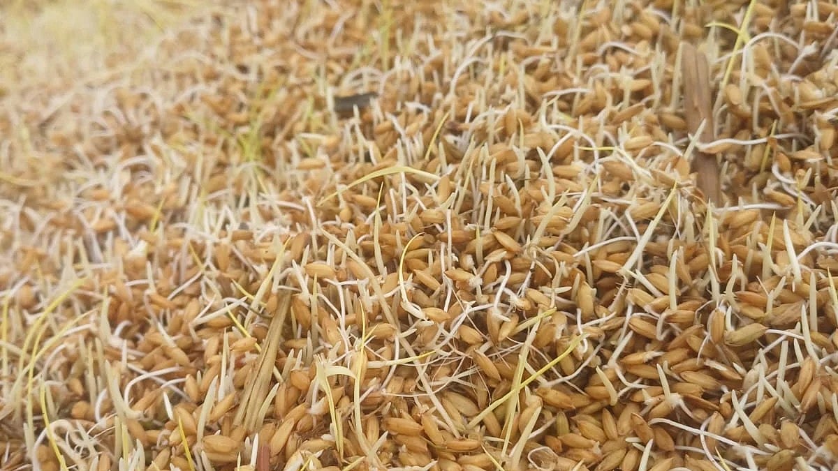 முளைத்த நெல்
