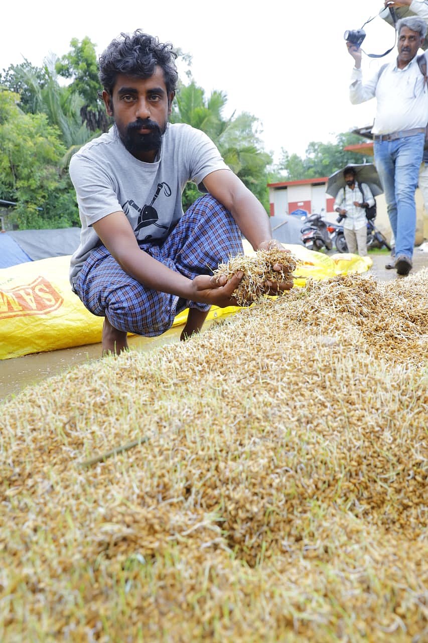 மழையில் நனைந்து முளைத்த நெல்