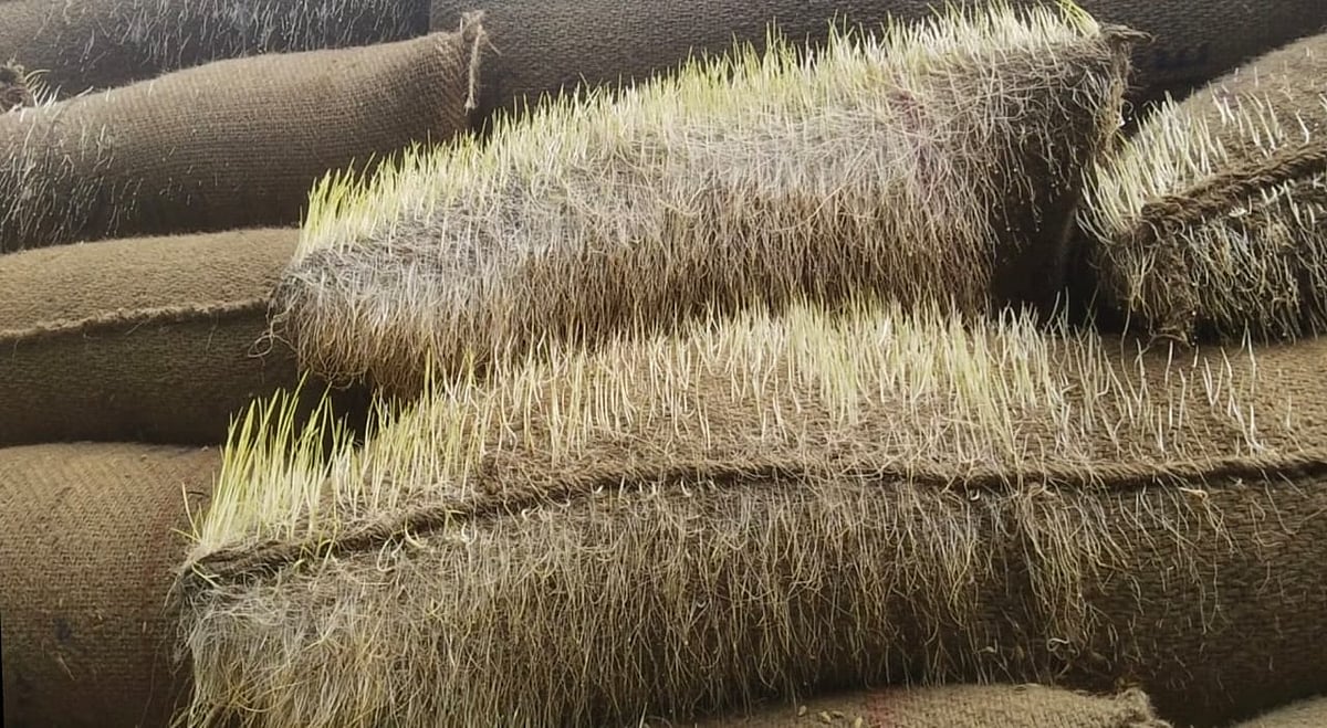 தொடரும் நெல் மூட்டைகளில் முளைப்பு பிரச்னை: தடுப்பதற்கான 6 தீர்வுகள் இதோ!
