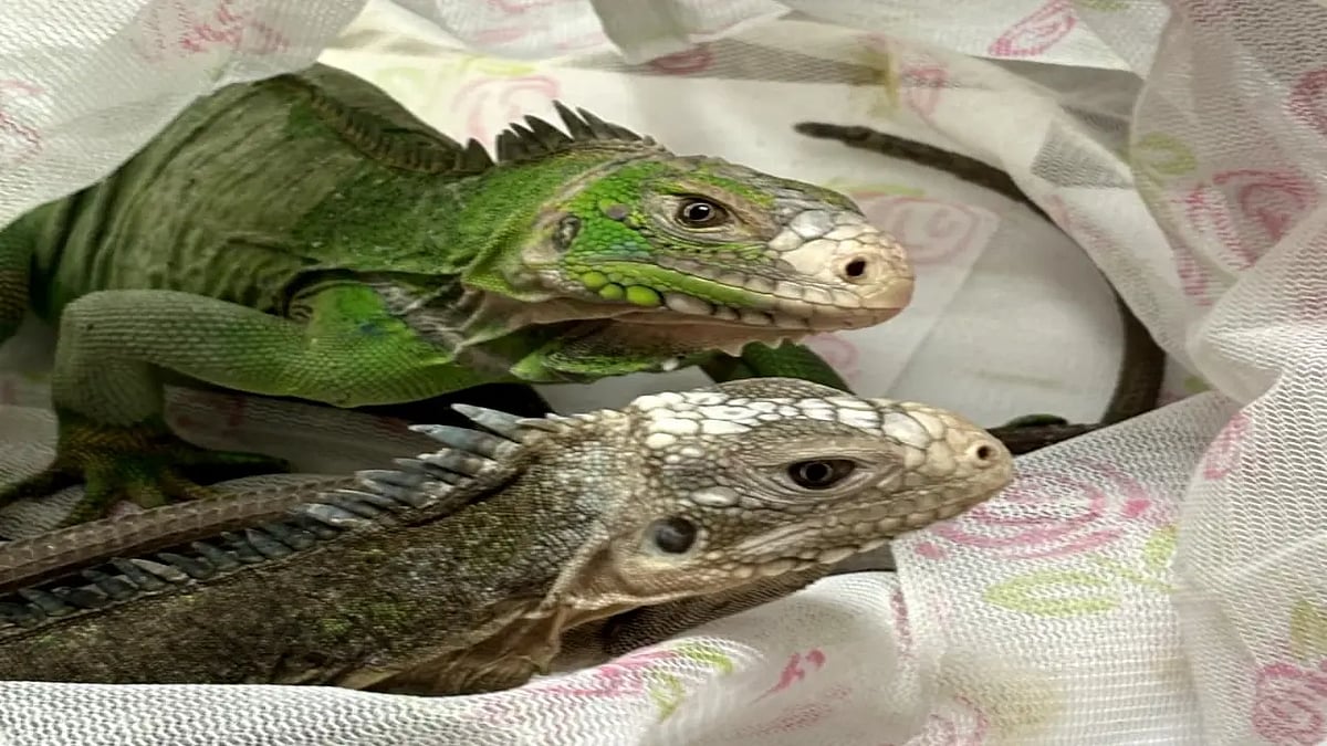 கடத்தி வரப்பட்ட பல்லி இனங்கள்