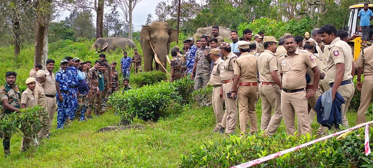 பிடிக்கப்பட்ட ராதாகிருஷ்ணன் யானை