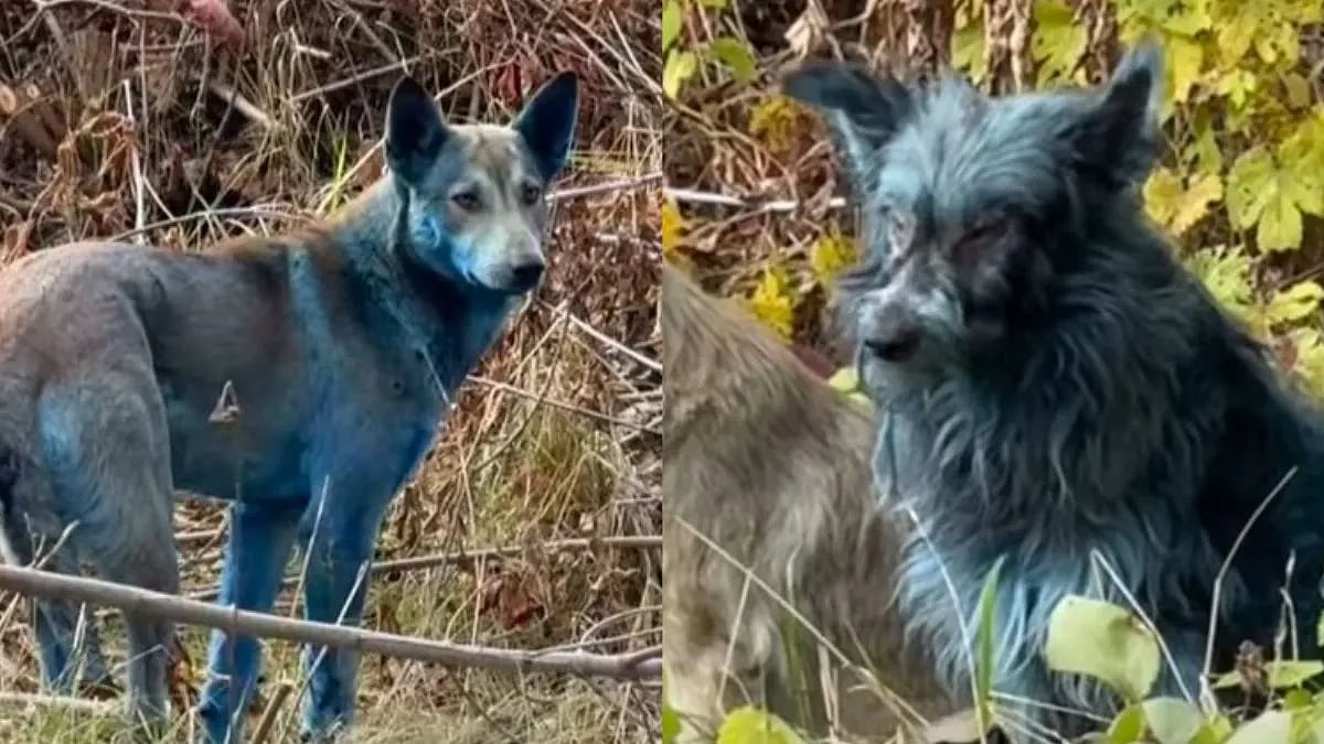 நீல நிறத்தில் மாறிய நாய்கள்