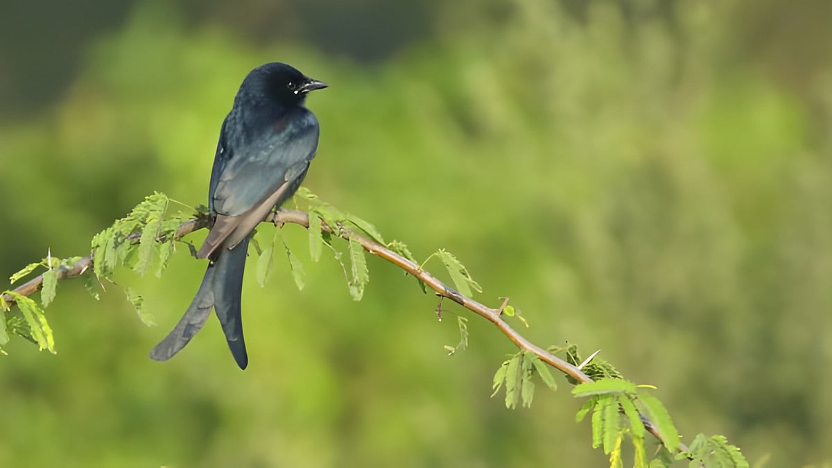 கரிச்சான்