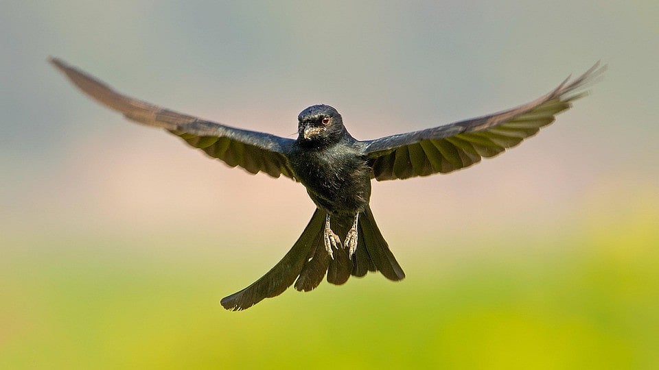 Black Drongo 