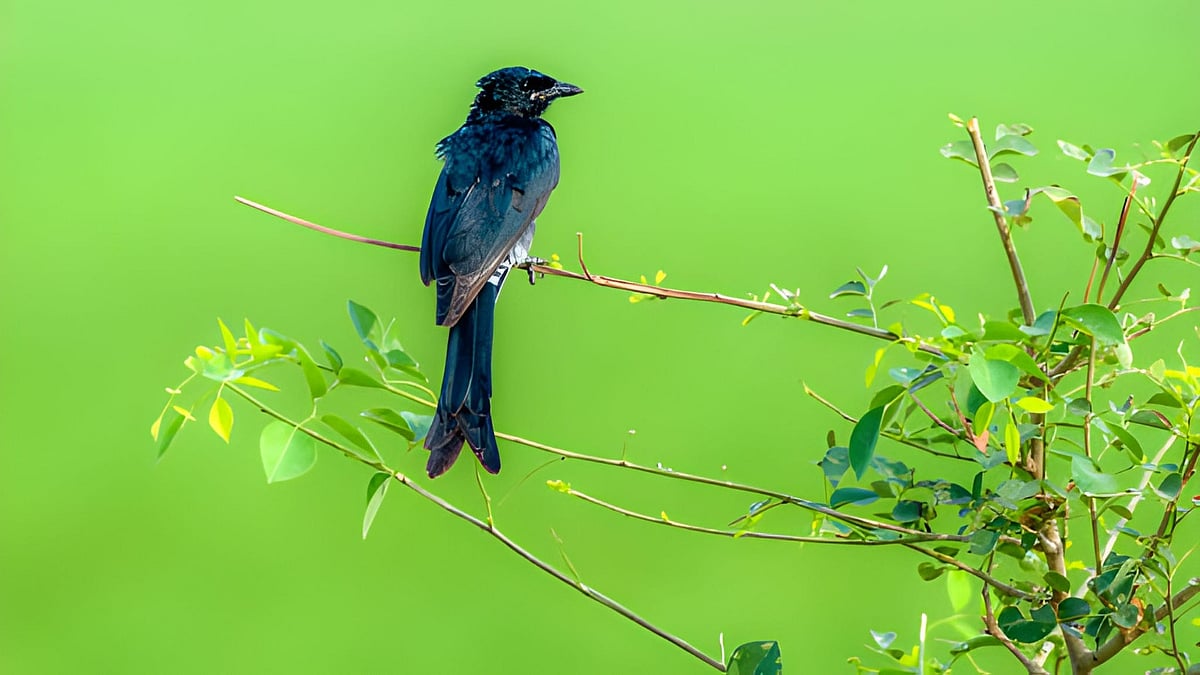 கரிச்சான்