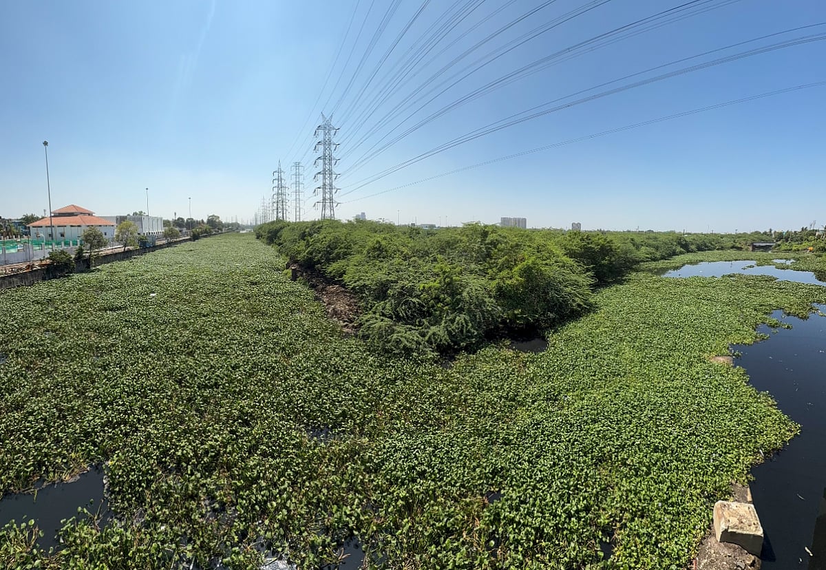 கொடுங்கையூர் கேப்டன் காட்டன் கால்வாயில் ஆகாயத்தாமரை அகற்றும் பணி