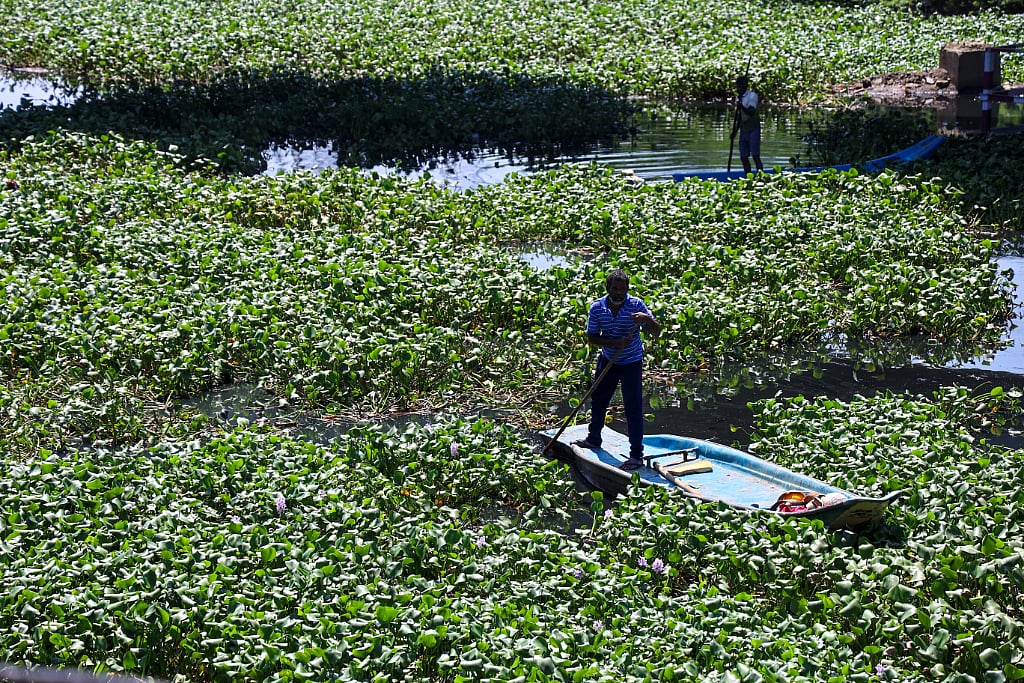 கொடுங்கையூர் கேப்டன் காட்டன் கால்வாயில் ஆகாயத்தாமரை அகற்றும் பணி