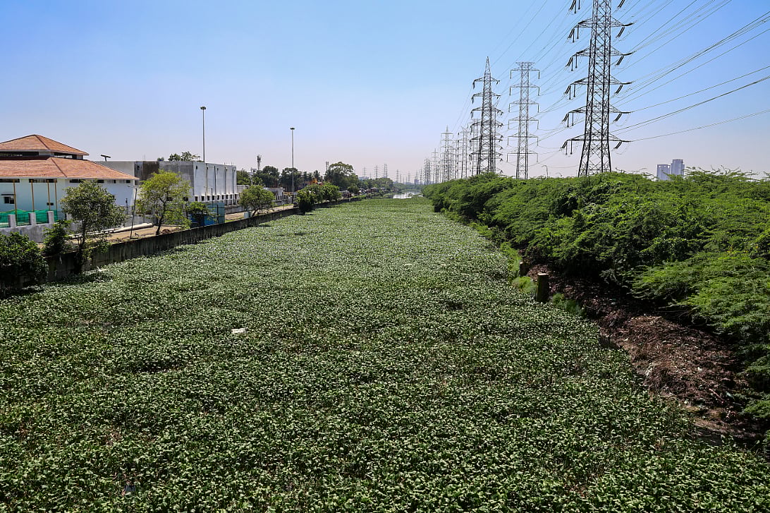 கொடுங்கையூர் கேப்டன் காட்டன் கால்வாயில் ஆகாயத்தாமரை அகற்றும் பணி