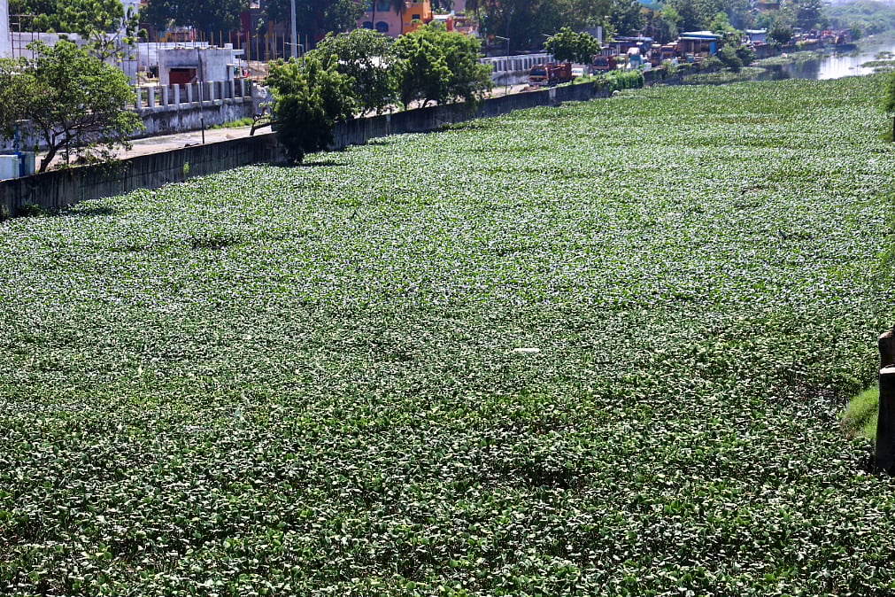 கொடுங்கையூர் கேப்டன் காட்டன் கால்வாயில் ஆகாயத்தாமரை அகற்றும் பணி