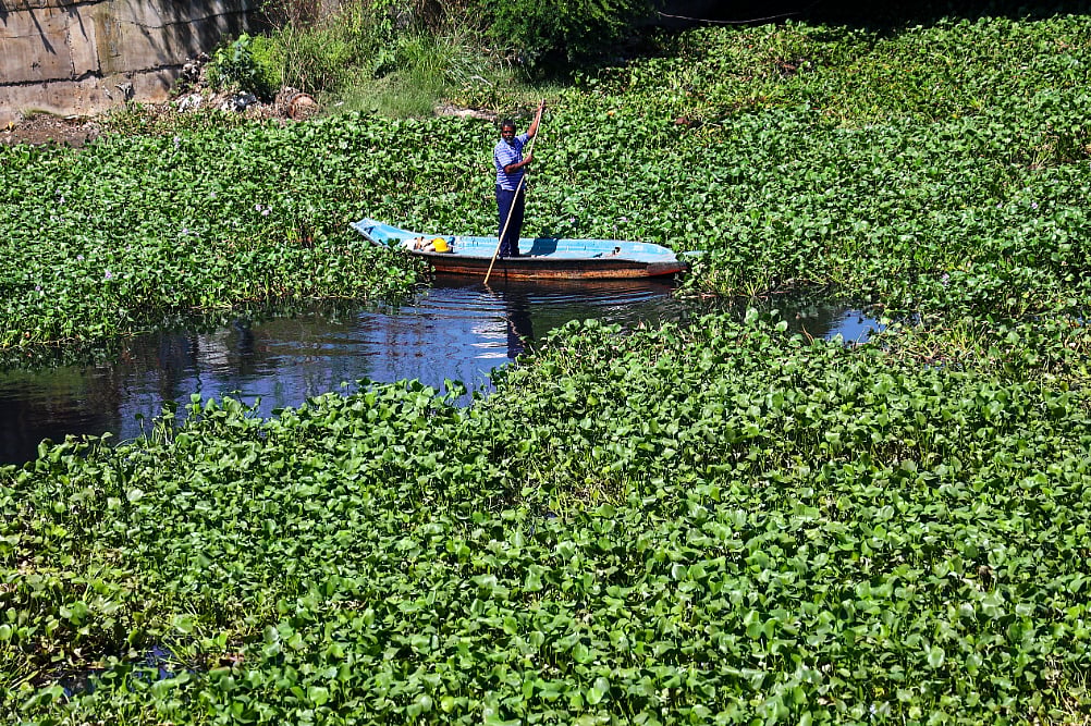 கொடுங்கையூர் கேப்டன் காட்டன் கால்வாயில் ஆகாயத்தாமரை அகற்றும் பணி