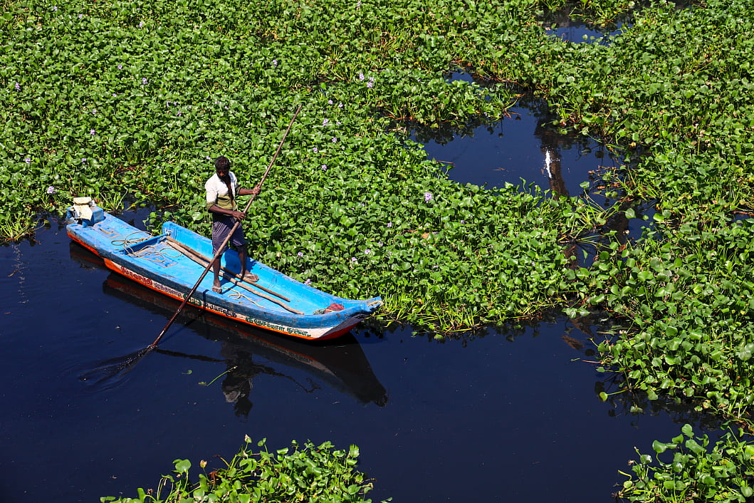 கொடுங்கையூர் கேப்டன் காட்டன் கால்வாயில் ஆகாயத்தாமரை அகற்றும் பணி