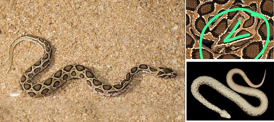 கண்ணாடி விரியன்