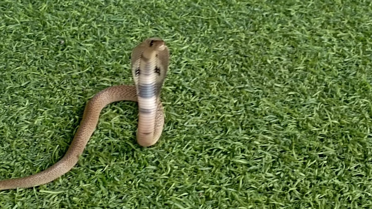 நல்ல பாம்பு