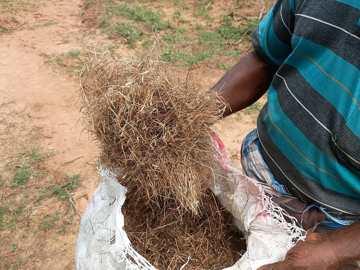 பாரம்பர்ய புல் இனங்கள்