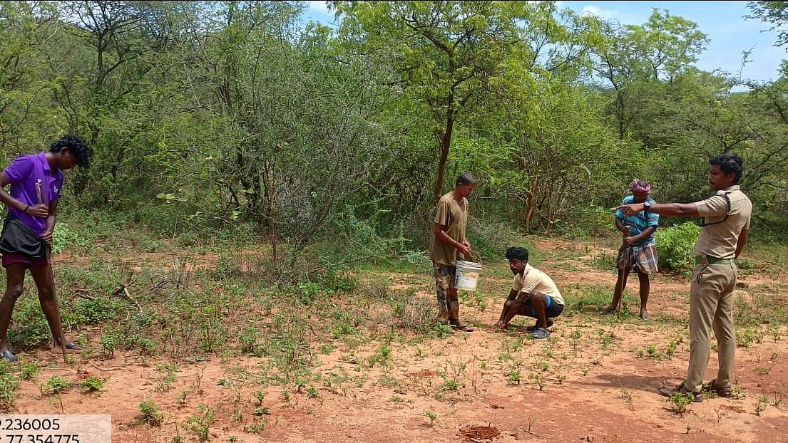 தேக்கு நடவு
